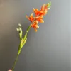 Arancione