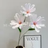 Magnolia fortunei
