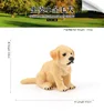 198Golden Retriever Perro Niñera