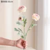 Japanese Ranunculus Champagne