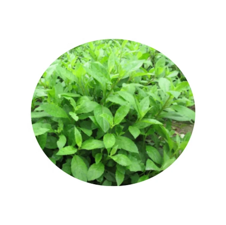 Free Sample Natural Gynura Procumbens Extract Powder