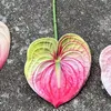 4# Pink, B6 little red palm powder