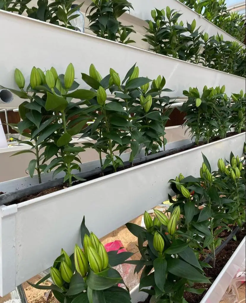 strawberry planter gutter