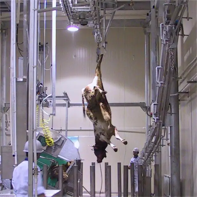 Halal cattle slaughtering machine with deboning and cutting machine for cattle slaughterhouse