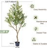 Olivo Naturale Verde 2,1 m con Vaso di Avviamento Nero