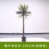 Agave à feuilles épaisses - 160cm