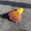 Melocotón