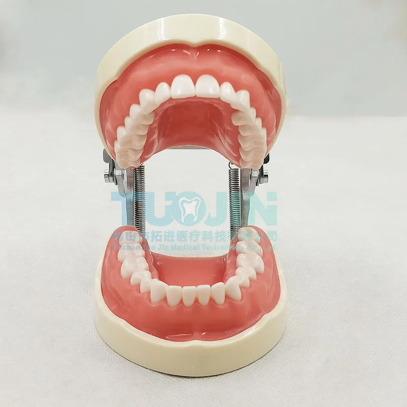 32pcs Dental Teeth Model - Nissin Compatible Training Tool