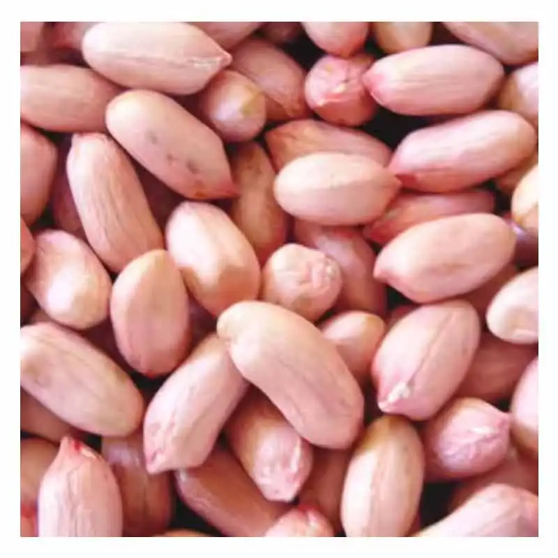 buyers wholesale jumbo raw bold blanched peanuts kernels for cooking