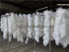 white hackle feather