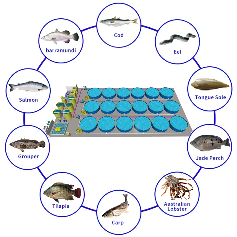 معدات أنظمة تربية الأحياء المائية لإعادة تدوير تربية الأسماك الأوتوماتيكية الكاملة RAS