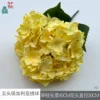 Hortensia búlgara de cinco cabezas XQ Amarillo