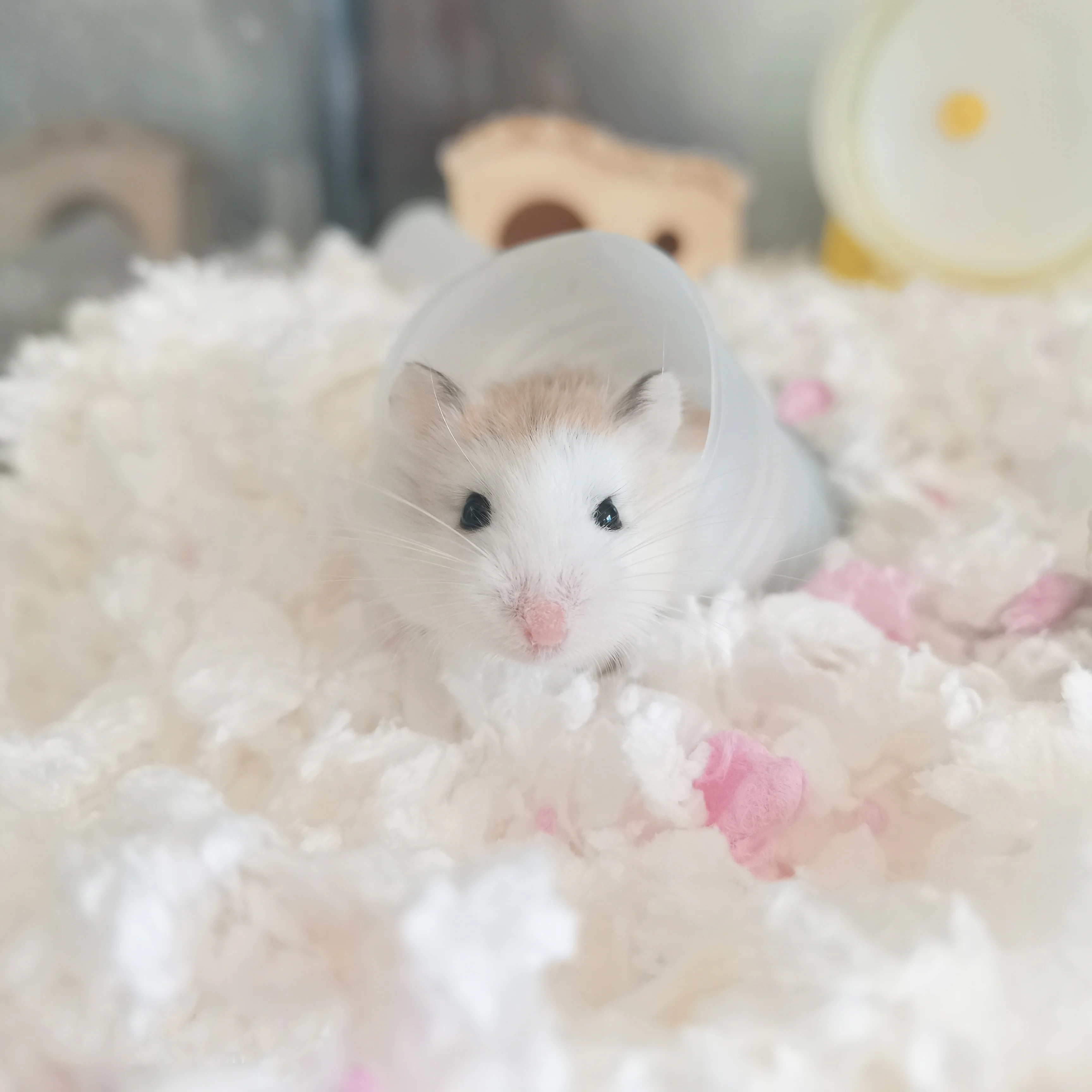 Aesthetic Dwarf Hamster Tubes Tripzoei Transparent Acrylic Dwarf