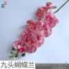 Orquídea Phalaenopsis de nueve cabezas PP, Rosa belleza