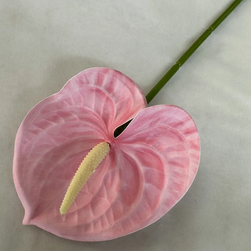 buy trailing philodendron Brazil Philodendron