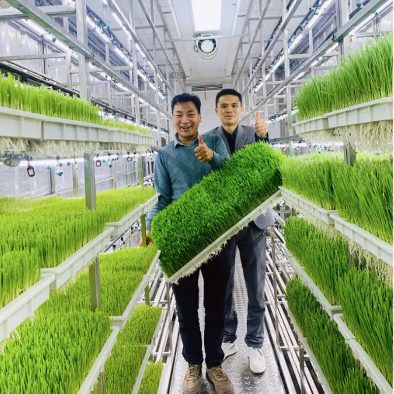 Lyine Hydroponics Fodder System Vertical Hydroponic Shipping Container Farm Fodder Growing System for Animal Feeds