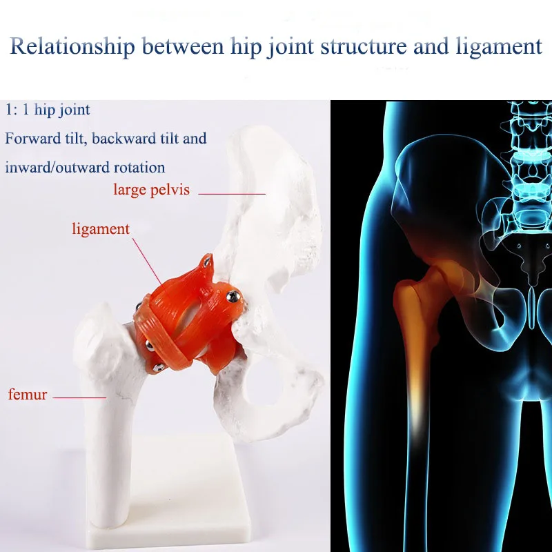 Medical Scientific Model of Human Hip Joint and Femoral Skeleton Teaching Aid