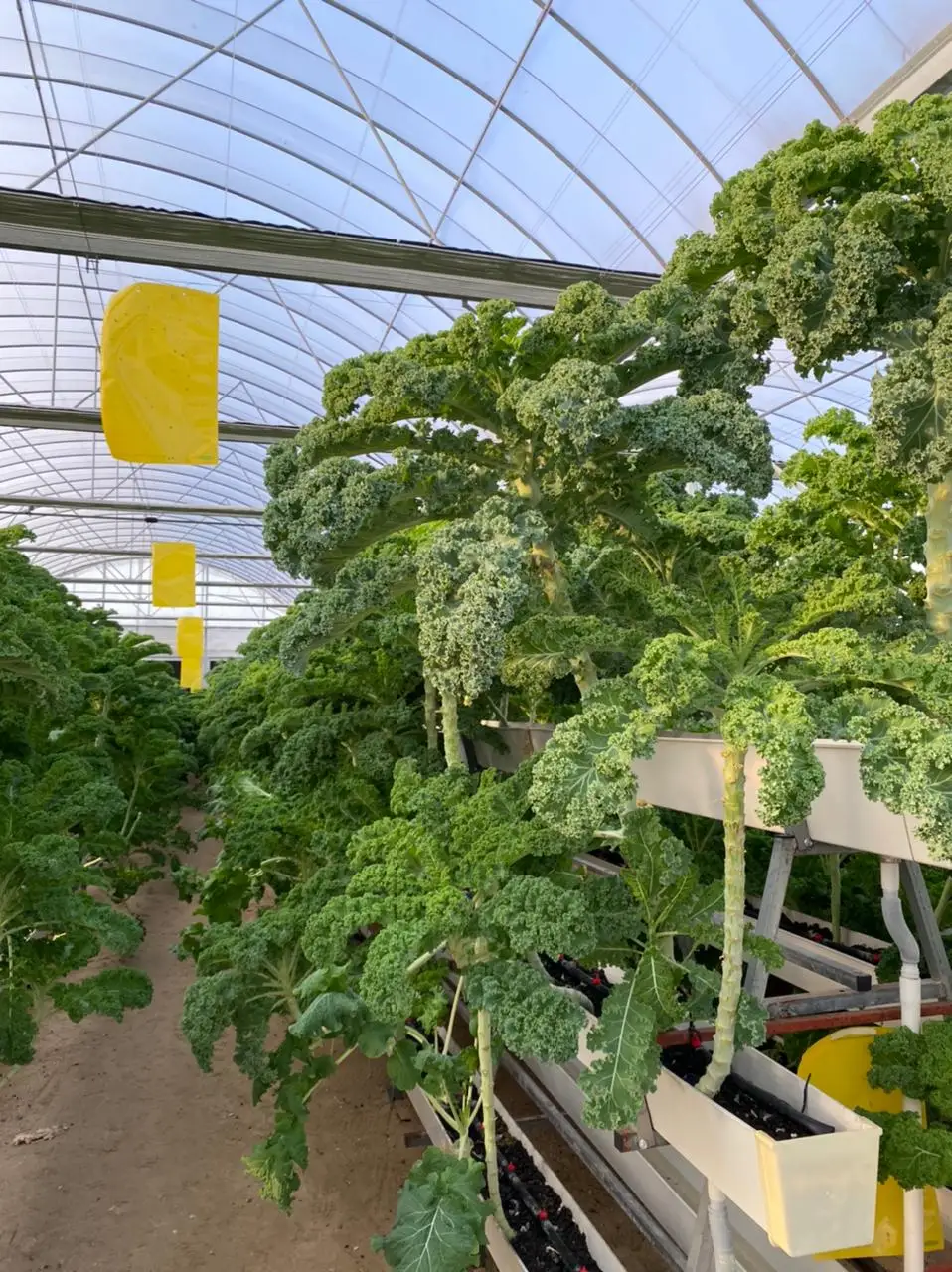 indoor growing systems