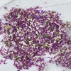 7 g/sacchetto di amaranto viola Globe