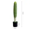 Monkey Tail Cactus - Model A