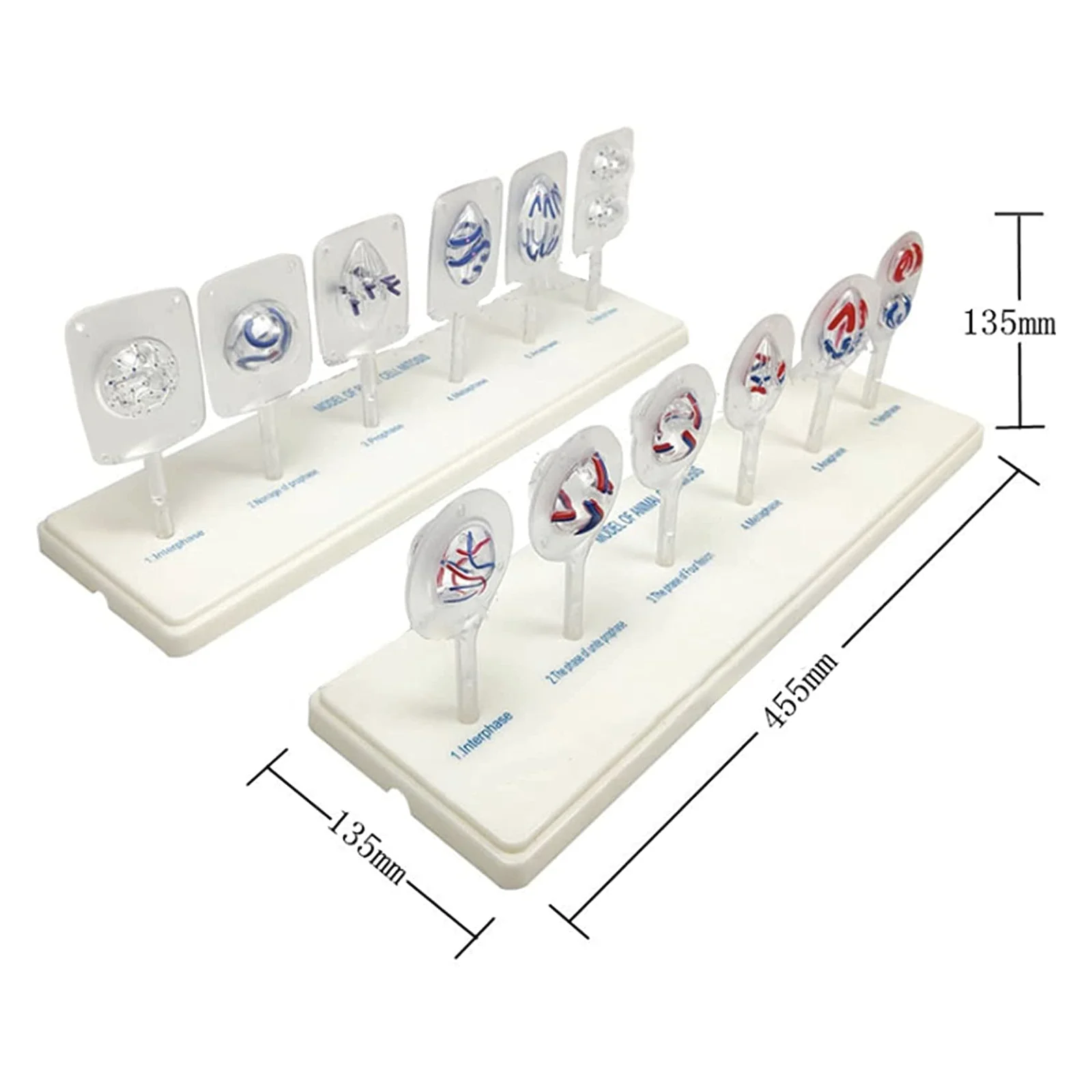 KyrenMed Plant Cell Mitosis Model and Animal Cell Meiosis Model