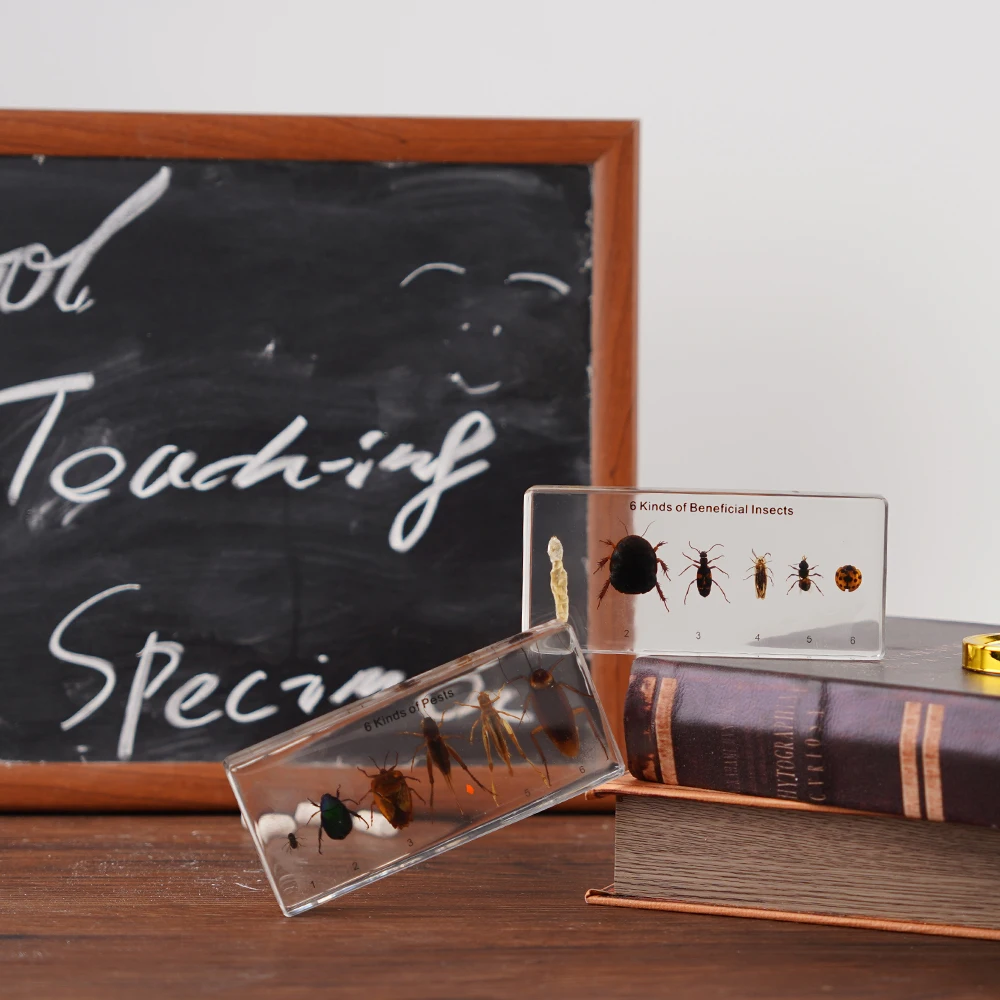 6 видов полезных образцов насекомых и биологическая модель учебные пособия для