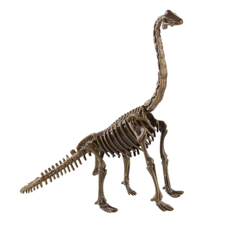 Wholesale Meu dinossauro t-rex xj244, fósilos esqueleto para compras From  m.alibaba.com