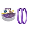Purple Cat