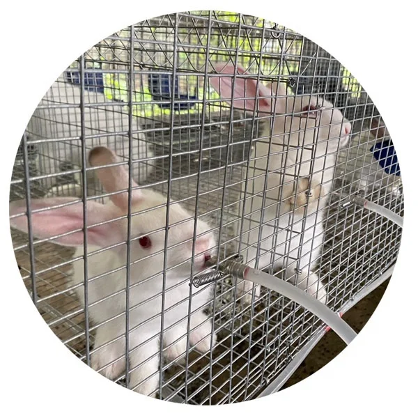 Cheap Rabbit Farming Cage Commercial Rabbit Cage In Malaysia