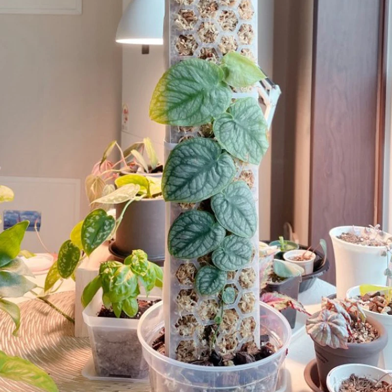 プラスチック製 モスボール支柱 観葉植物用 登攀植物サポート 苔ポール