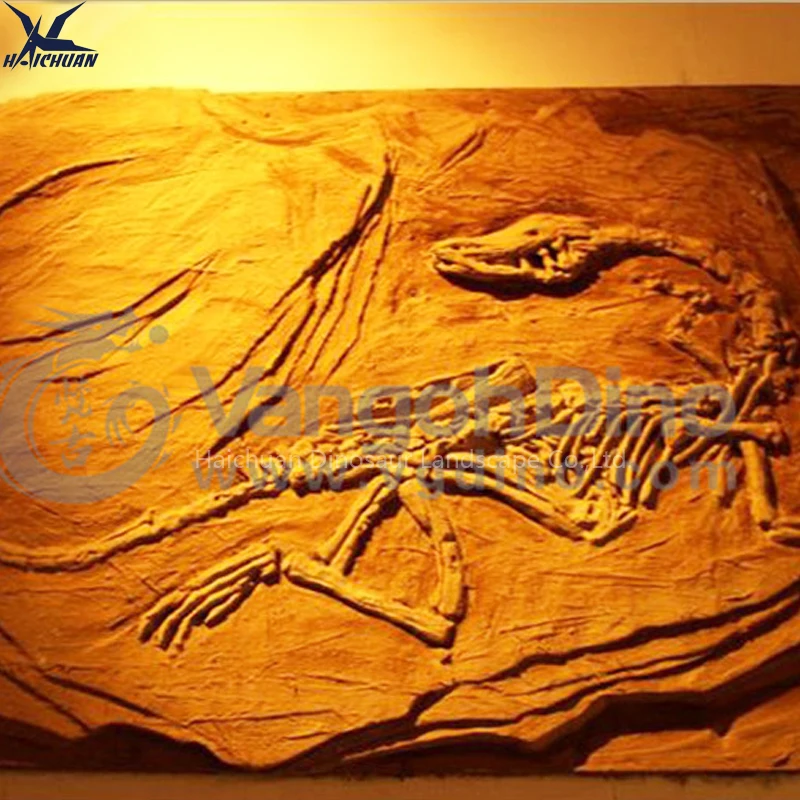 Haichuan Custom Life Size Fiberglass Dinosaur Fossil Wall Decoration Props for Museum Exhibition Dinosaur Skeleton Replica