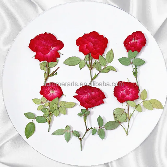 Pressed Rose, 24PCS Natural Rose For Resin Scrapbook Candle Soap Making