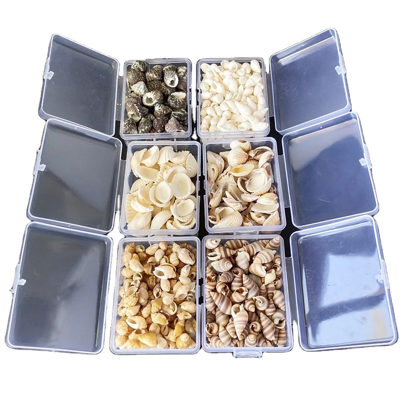 Natural Shell 1-3cm Plastic Box Packing Conch Shells Mini Corn Screw Wall Decoration DIY Aquarium Landscape Seashells Starfish