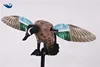 Blue wing teal