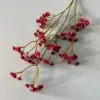 Vino Rojo