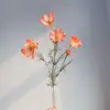 Rose corail