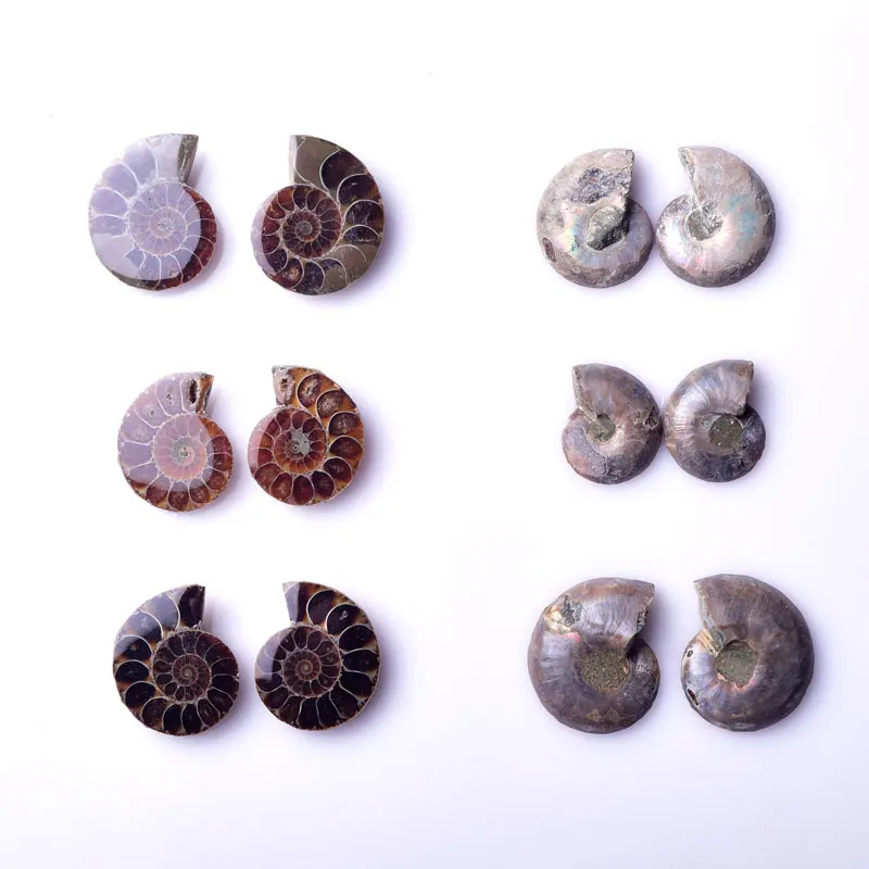 ペンダント用卸売ペアアンモナイト化石コンクマダガスカルアンモナイト