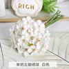 5-petal white hydrangea