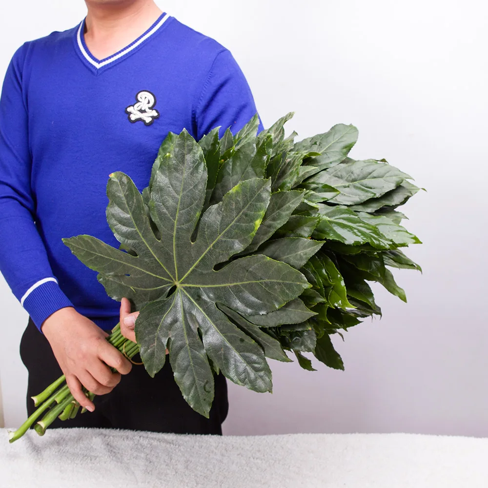 Kunming Fresh Cut Flower Exporter Fresh Cut Flowers Fatsia Japonica