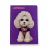 Cute Poodle