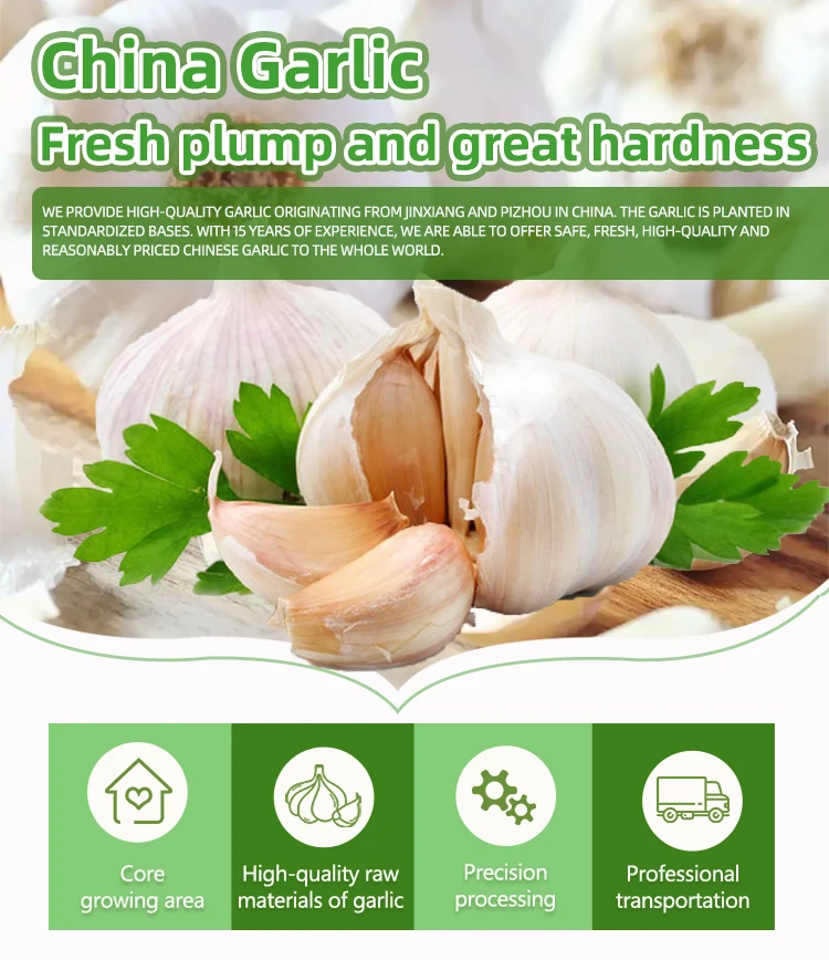 china garlic,shandong jiafeng