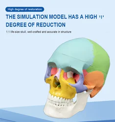 Цветной человеческий череп модель анатомической анатомии в натуральную величину головы для взрослых медицинская обучающая голова