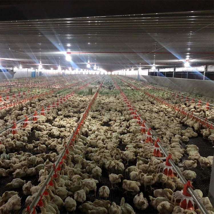 Мясо кролика фермы для стали птицы куриный