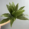 9 pezzi di foglie di banano verde