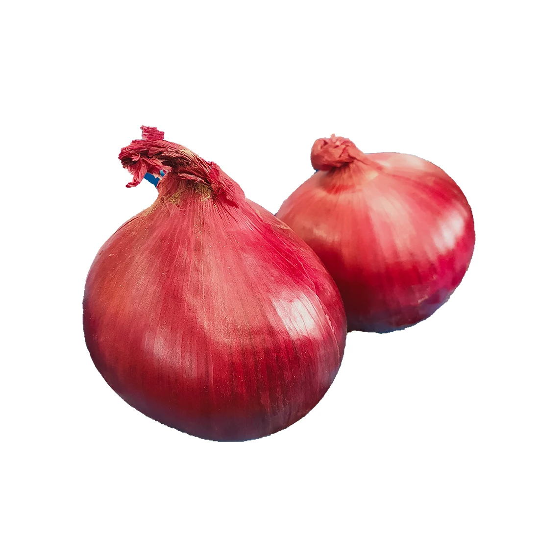 fresh red onion import from china