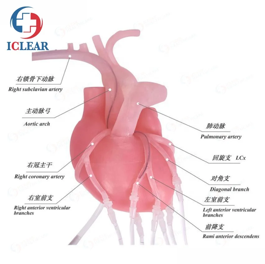Percutaneous Coronary Intervention Surgery Training Model for