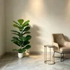 Fiddle-leaf fig [23 phyllum] approximately 80cm tall