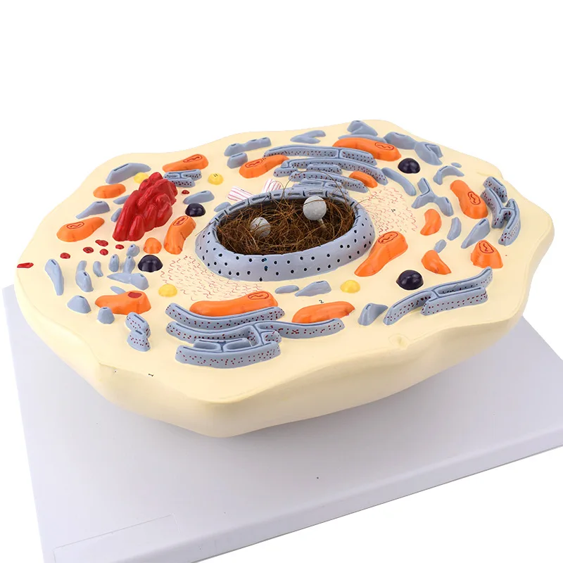 Hot Sale PVC Intuitional Teaching Aid Submicroscopic Animals Cell Model for Training Anatomical Model