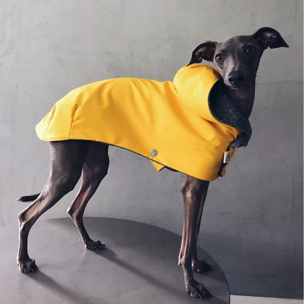 Hondenjassen – Greyhounds in Nood Nederland