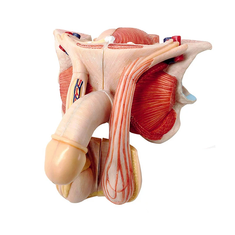 5部構成の取り外し可能な医療解剖学人間の外部器男性の器器モデル 